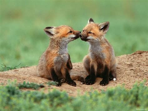 Cute Baby Fox Wallpaper - WallpaperSafari