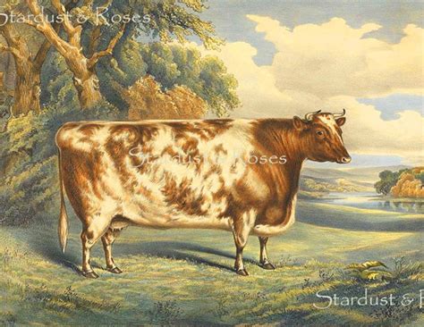 ANTIQUE CoWs ArT PrinT DOWNLOAD INSTANT Digital Print 1800s | Etsy