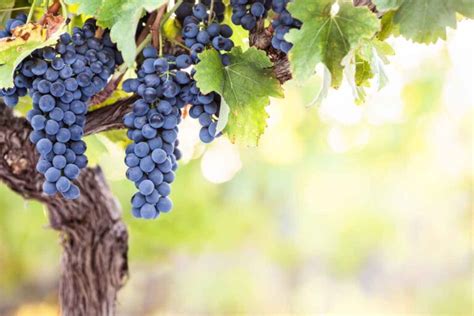 Grape Vine Care: Everything You Need to Know - Minneopa Orchards