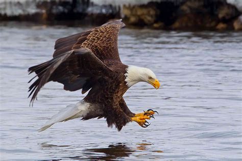 15 Majestic Facts About the Bald Eagle