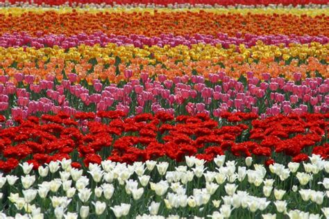 5 Best Flower Fields to Visit in Hokkaido – Japan Travel Guide -JW Web Magazine | Amazing ...