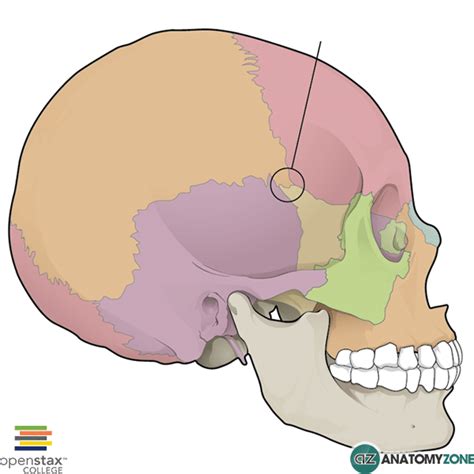 Pterion - AnatomyZone