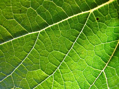 File:Grapevine leaf.jpg - Wikimedia Commons