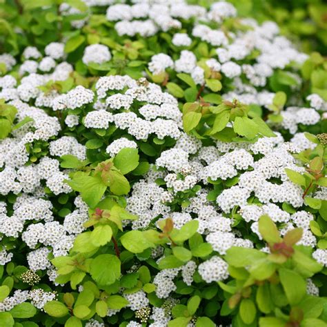 Spirea Varieties: 13 Common & Rare Types Of Spirea - The Home Tome