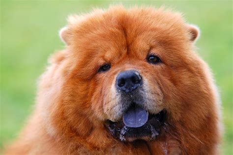 Why Do Chow Chows Have Blue Tongues? – American Kennel Club