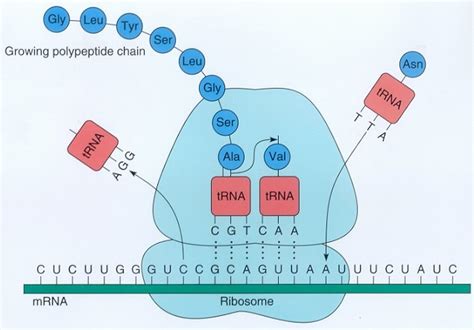 Protein Synthesis Steps Simple Quizlet - slideshare