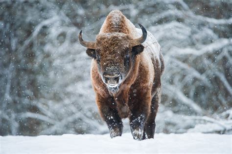 From Sweden to Russia: European bison travel over 2,000 km as part of reintroduction efforts | WWF