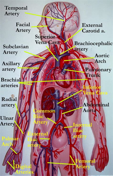 #exercise32anatomyofbloodvessels | Arteries, Circulatory system, Human anatomy and physiology