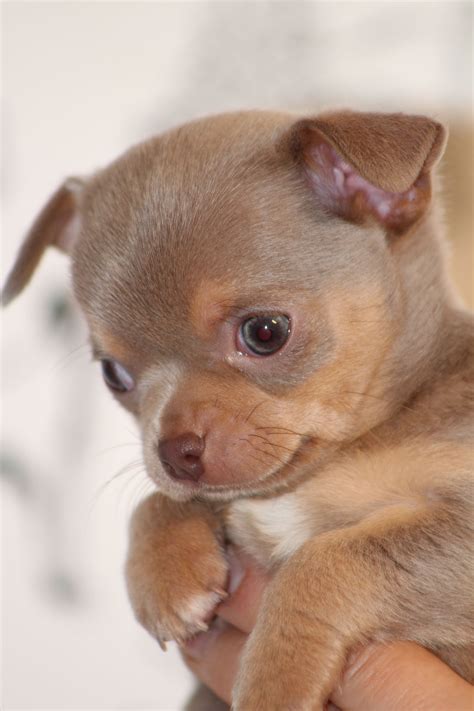 Lilac chihuahua puppy | Chihuahua puppies, Cute chihuahua, Chihuahua