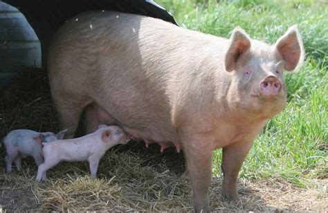 Pig herds continue shrinking trend in Germany, Denmark | WATTAgNet | WATTPoultry