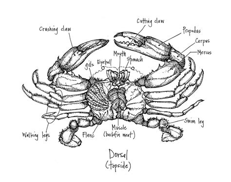 Crab Anatomy Diagram