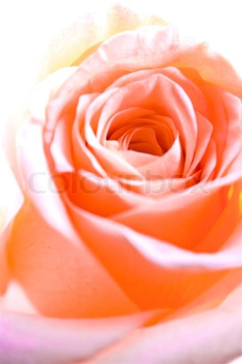 A close-up of pink rose petals | Stock image | Colourbox