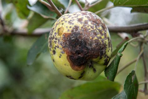 Fact Sheet: Apple Scab – Database of Apple Diseases