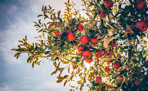 How to Plant Apple and Pear Trees | The Tree Center™