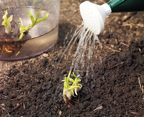 How to Plant Bare-Root Perennials | Garden Gate