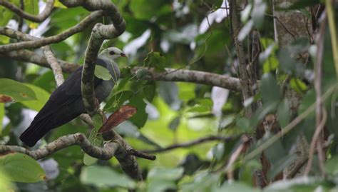 Andamans Endemic Birds | Bubo Birding