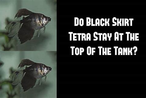 Do Black Skirt Tetra Stay At The Top Of The Tank? - Tetra Fish Care