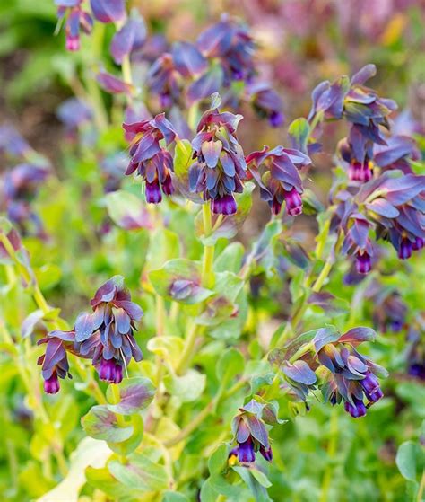 5 Seeds Cerinthe Major kiwi Blue - Etsy