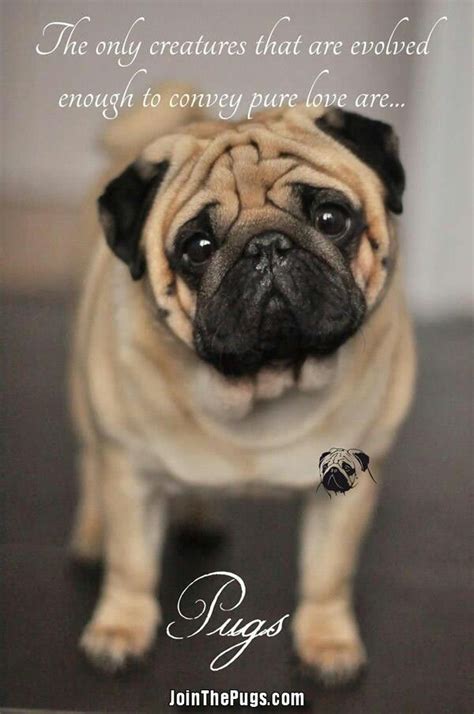 Pug Quotes - ShortQuotes.cc