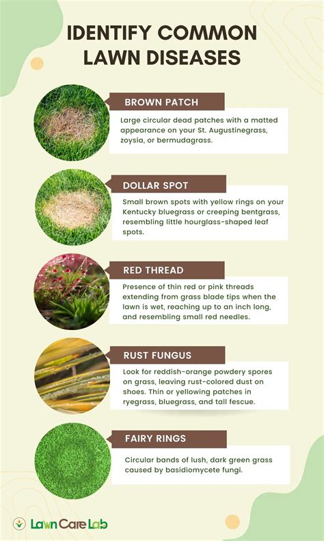 How To Identify And Treat Common Lawn Diseases