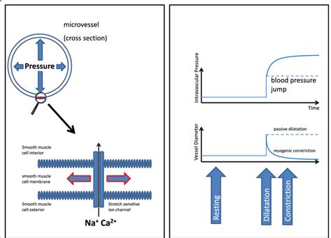 The myogenic response (Bayliss effect) as an example for vascular... | Download Scientific Diagram