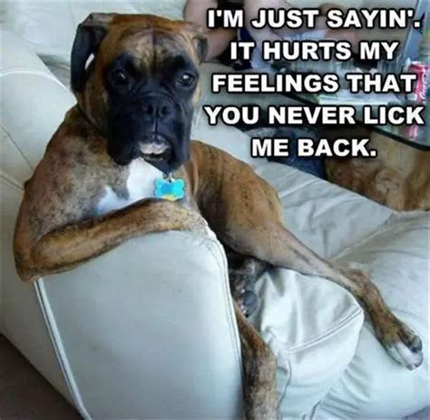 17 Funny Memes about Boxers - PetTime