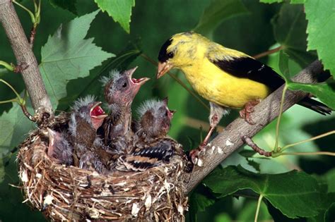 Mother Bird Feeding Baby Birds - Animals | OshiPrint.in