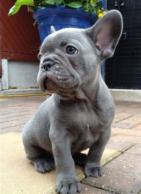 French Bulldog Colors Explained (WITH PHOTOS) – petsKB