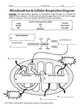 Mitochondrion & Cellular Respiration Diagram Worksheet | Cellular ...