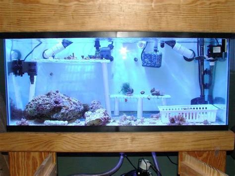 40 gallon breeder full tank setup for sale PA:( | Saltwaterfish.com ...