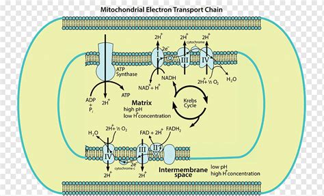 Electron Transport Chain Diagram Cellular Respiration