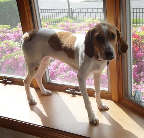 Beagle Coonhound Mix Puppies