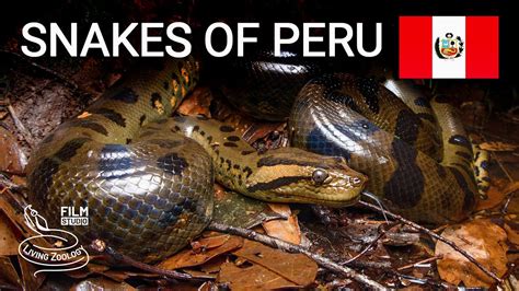 Snakes of Peru, 5 species from the Amazon rainforest, anaconda, aquatic coral snake and more ...