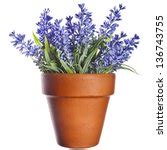 Lavender In Pot Free Stock Photo - Public Domain Pictures