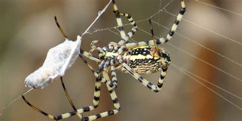 Spider Eating Insect