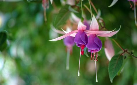 Beautiful Fuchsia Flowers - Mystery Wallpaper