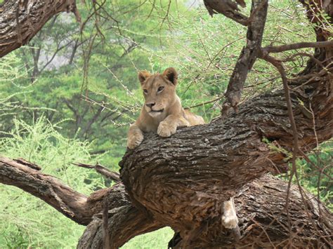 Lake Manyara National Park – Lion Guides Safaris