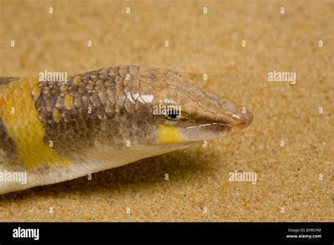 Sandfish skink lizard hi-res stock photography and images - Alamy