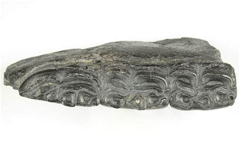 4.3" Fossil Horse (Equus) Jaw Section - South Carolina (#202013) For ...