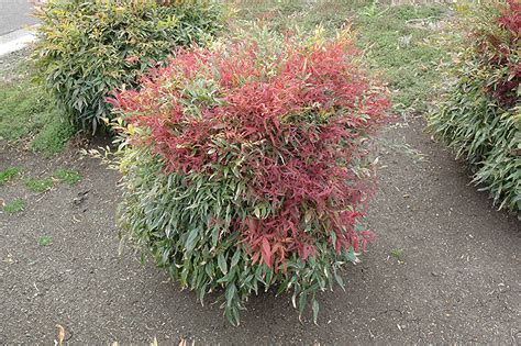 Burgundy Wine Dwarf Nandina (Nandina domestica 'Burgundy Wine') in Richmond Fairfax Loudoun ...