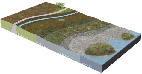 Horizontal levee diagram by the bay institute - Miyamoto International