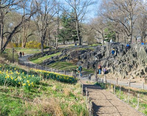 Dene - Central Park Conservancy