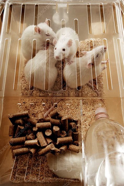 Laboratory rats - Stock Image - G352/0225 - Science Photo Library