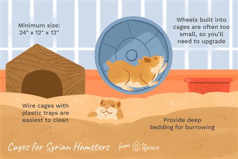 The Right Cage Will Be a Happy Home for Your Syrian Hamster | Syrian hamster, Hamster diy, Hamster