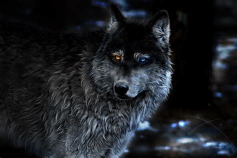 1920x1080 Wolf Heterochromia Fantasy Laptop Full HD 1080P HD 4k Wallpapers, Images, Backgrounds ...