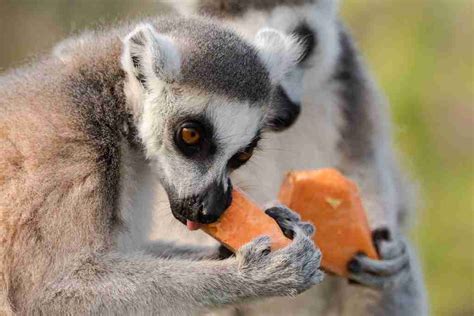 What Do Lemurs Eat?