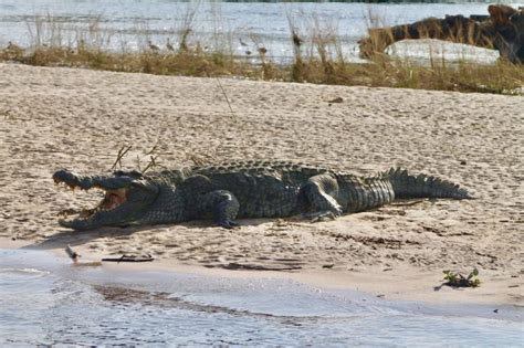 Nile Crocodile: Africa’s Largest Freshwater Predator | ChimpReports