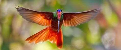 14 Beautiful Rainbow Starfrontlet Hummingbird Photography ideas | hummingbird, beautiful rainbow ...