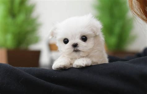 Teacup Maltese - 12 Surprising Things to Know Before Adopt