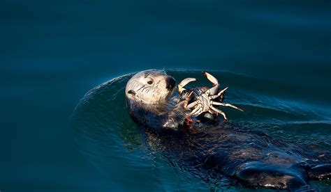 What Is The Role Of Sea Otters In The Ecosystem? - WorldAtlas